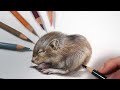 How To Draw Fur In 3 Steps - Polychromos Colour Pencil Tutorial