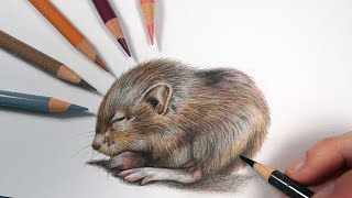How To Draw Fur In 3 Steps - Polychromos Colour Pencil Tutorial