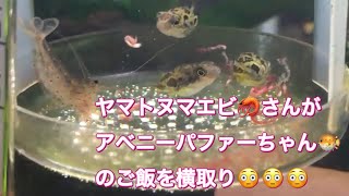 ヤマトヌマエビ🦐さんがアベニーパファーちゃん🐡のご飯を横取り😳😳😳