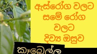 kabella trre//කැබෙල්ලගස