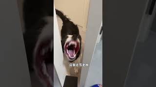 导盲犬为什么选拉布拉多