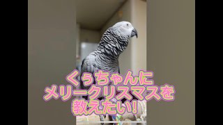 ヨウムのくぅちゃんにメリークリスマスを教えたい飼い主