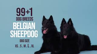 Belgian Sheepdog