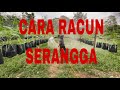 Cara kawalan serangga/meracun yang betul