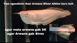 Cara Kondisiin Ikan Arwana Silver Albino