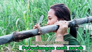 Petualangan alam desaku | Cari buah-buahan di kebun