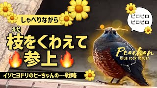 【激レア映像】まるで木枯し紋次郎か必殺仕掛人（笑）イソヒヨドリのピーちゃんが勝ちほこった顔で枝を咥えてきた！【4K】