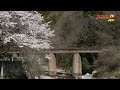 4k60p 3084ㇾ ef64 1000番台貨物列車 桜のある風景