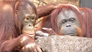 いい顔してるジュリーさんとチェリア・オランウータン