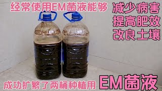 成功扩繁两桶EM菌液，种植EM菌能减少病害、提高肥效、改良土壤