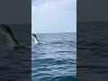 Mahi Mahi Jumping out of the Water