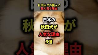 【天使】日本の秋田犬が外国人に人気すぎw #shorts #海外の反応