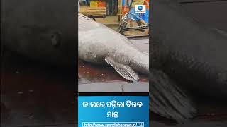 Wonder Fish: ପାରାଦୀପରୁ ଧରା ହେଲା ୧୧୦ କିଲିଆ ମାଛ. Paradeep News. Shorts