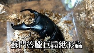 (甲蟲開箱02)剛開始養甲蟲怎麼辦??蘇門答臘巨扁鍬形蟲!開箱~開起來!(硯暉與兒女的冒險vlog)