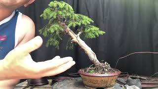 Creating deadwood (shari) on dwarf spruce bonsai and styling tree