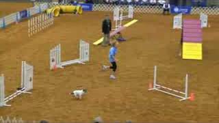 AKC National Agility Championship Finals Parson Russell