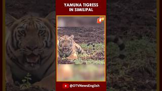 Yamuna, A Tigress From Maharashtra, Released Into Similipal Tiger Reserve In Odisha