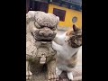 funny cats