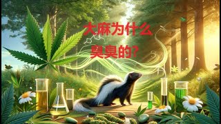 为什么燃烧的大麻闻起来臭臭的？