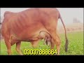 pure cholistani cow for breeding or milk global village farming