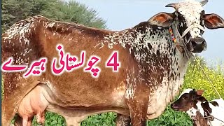 Pure Cholistani Cow For Breeding Or Milk || Global Village Farming