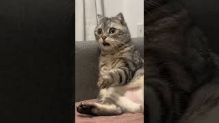 驚いた・怖がる猫 Surprised cat Gato sorprendido #cats #gatos #猫