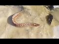 dozens of crabs mysteriously stranded｜beachcombing