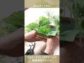 1分で分かる！ダイソーのフェイクグリーンで観葉植物アレンジ arrange foliage plants with daiso s fake green shorts