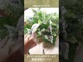 1分で分かる！ダイソーのフェイクグリーンで観葉植物アレンジ arrange foliage plants with daiso s fake green shorts