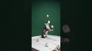 Cat Juggling Poké Balls 고양이 포켓몬볼 저글링 猫のポケモンボールジャグリング！ #ai #cat #猫