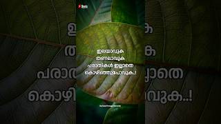 ഇലയാവുക തണലാവുക പരാതികൾ ഇല്ലാതെ കൊഴിഞ്ഞുപോവുക. #reels #status #shorts #youtubeshorts #quotes #love