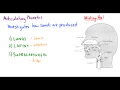 [Introduction to Linguistics] Phonetics and Basics of Transcription