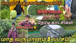 Ooty/ last business chapter/chinese vegetables harvesting/ஊட்டி காய்கறிகள் மொத்த கொள்முதல் விவரம்/