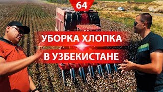 Выращивание хлопка в Узбекистане