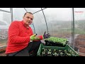 growing quality petunia seedlings. feeding and transplanting.