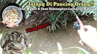 Plung Nyut ~ Mancing Wader dan Seluang Kalimantan