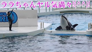 ララちゃんサブプール登場がカッコよ!(^^)! 鴨川シーワールド シャチ Kamogawa Sea World