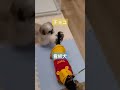 【超小型犬】トリマーさんの爪切り♥チョコが気になる看板犬のちょこちゃん　 シーズー 看板犬 爪切り ヨープーのチョコ マルポメのラテ 可愛いペット チャレンジ 成長記録 トリマー