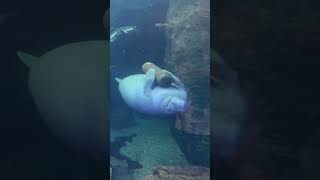 This Pet Manatee is HILARIOUS 🤣