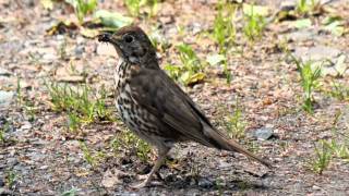 Song Thrush Voice | Singdrossel Gesang