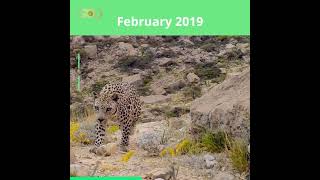 Feb. 10: UN's 1st Arabian Leopard Day, led by Saudi Arabia.