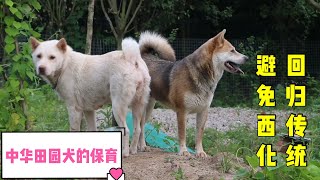 中华田园犬的保育之路：回归传统，避免西化，求同存异，未来可期！