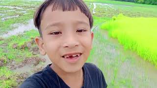 পথাৰৰ কঠিয়া তোলা video#assames