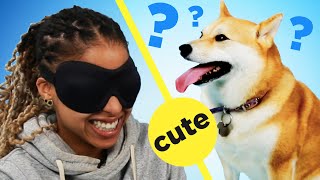 People Guess The Breed Of Dogs By Petting Them