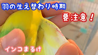 インコの換羽後の新しい羽が生えてきた時に気をつけている事【セキセイインコ】Budgerigar