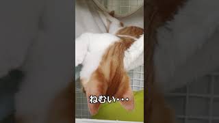 眠いけど起きているふりをする猫