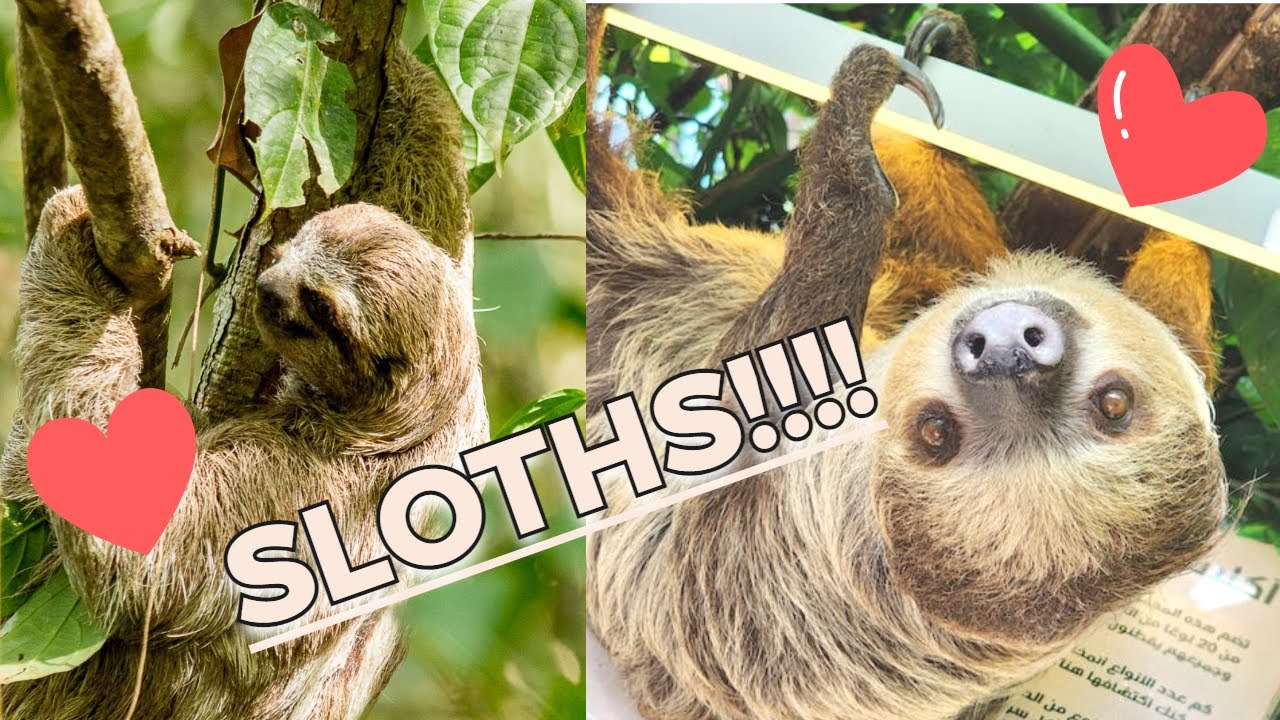 The Cutest Sloths!!! - YouTube