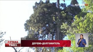 Самое старое дерево в мире возрастом 5,5 тысяч лет обнаружили в Чили