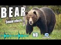 Bear noises, grizzly bear roar, bear sound effect without copyright