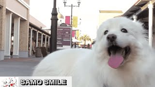 じぃちゃんサモエド/Samoyed-G  神戸三田プレミアム・アウトレットで散歩。With a Samoyed dog. Kobe Sanda Premium Outlets in Japan ①.